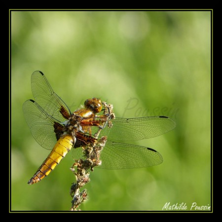 Libellule déprimée - Libellula depressa